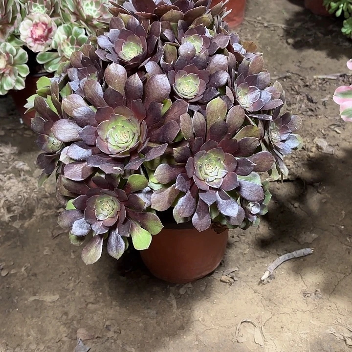 多肉植物桃花石37