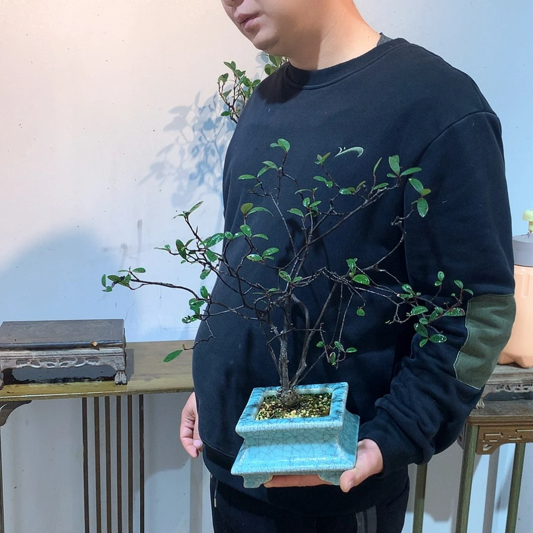 春花攀*春花888888888