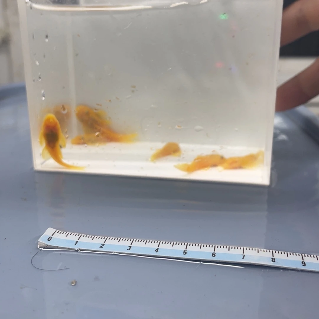 清道夫鱼中号胡子6条开箱视频报损