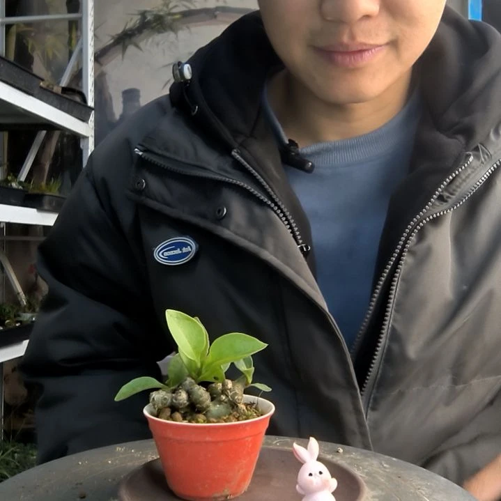 L****0小盆景小植物一物一拍112
