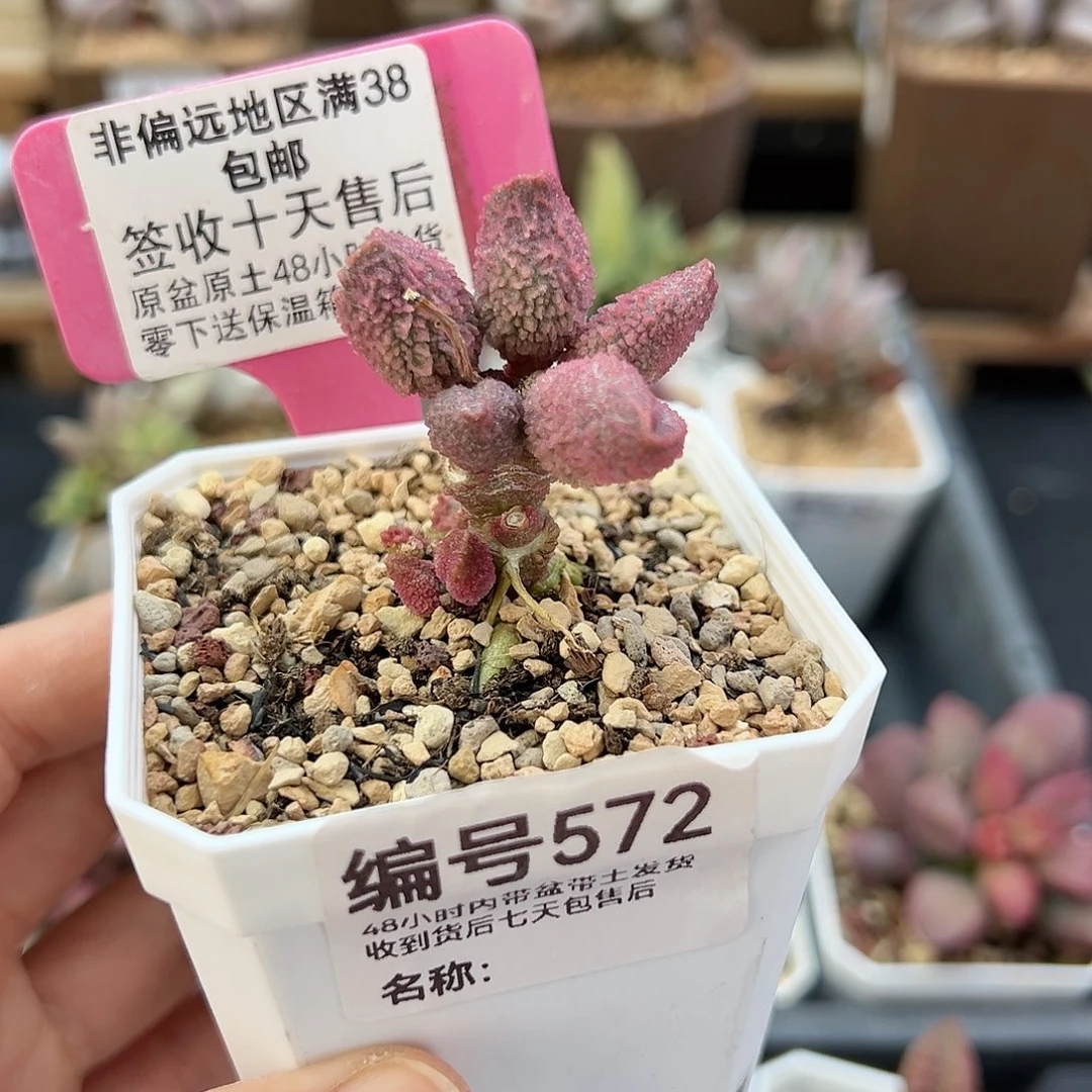 572红粉哈莫杂多肉