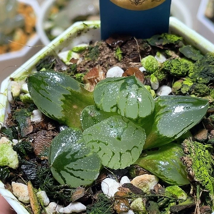 901虞美人一物一拍