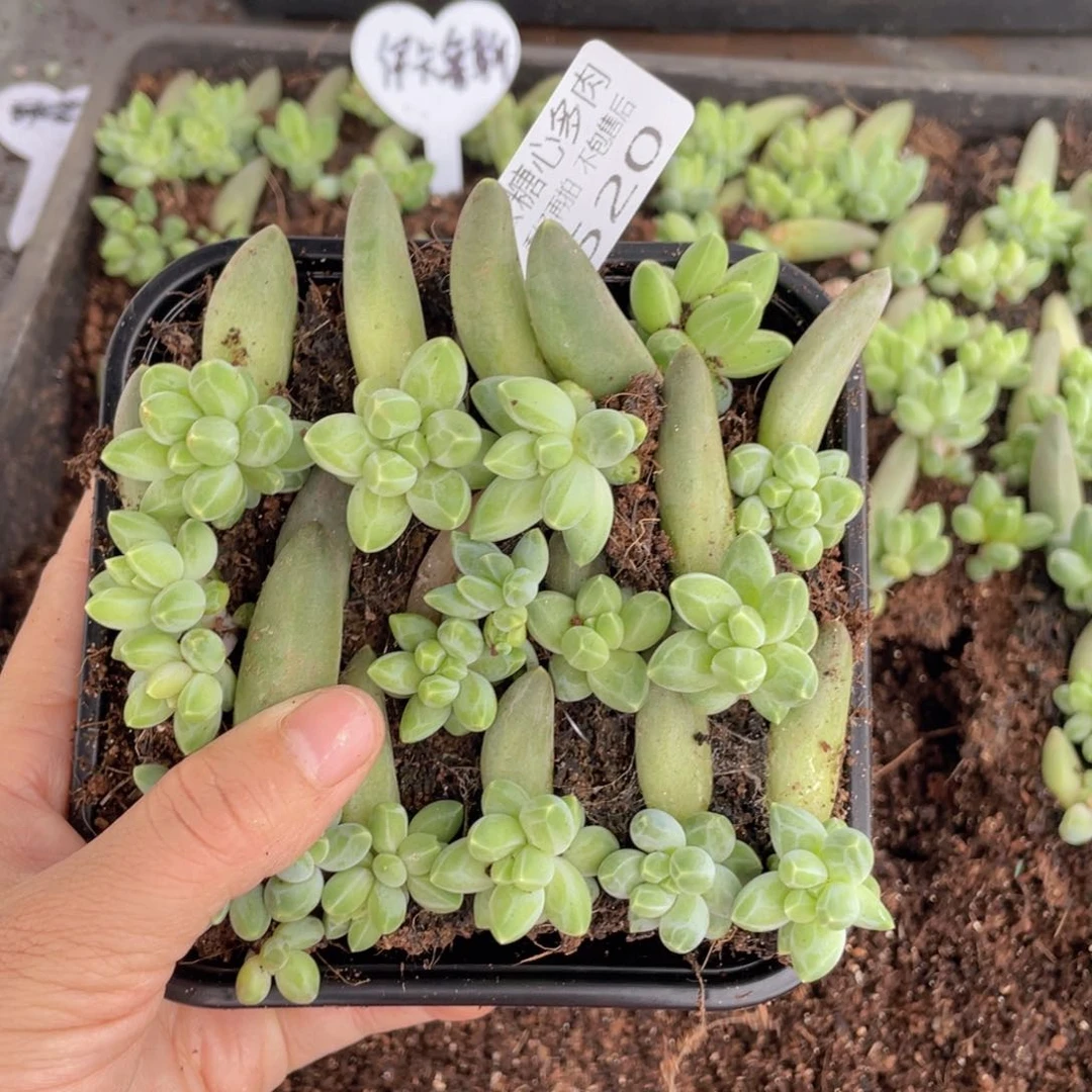 云糖心多肉植物520