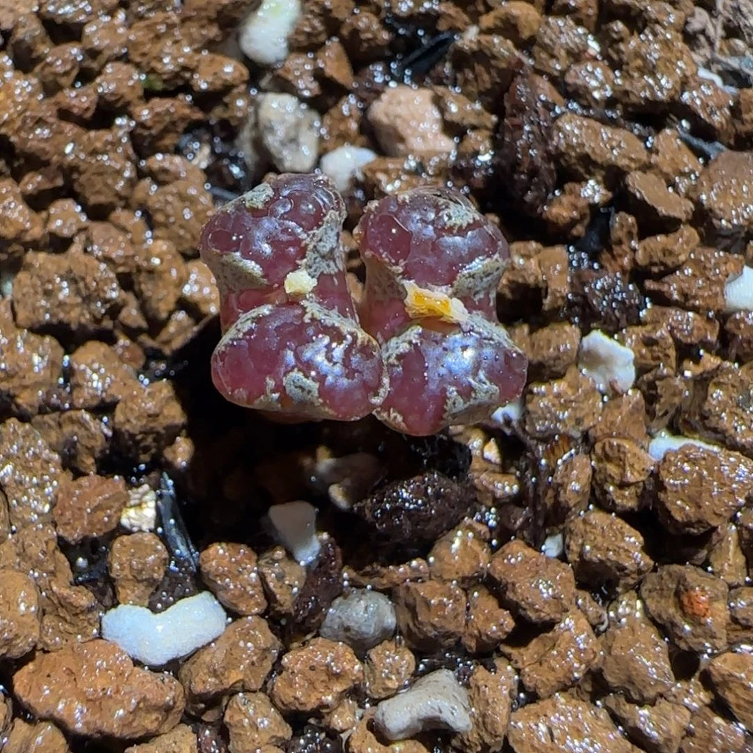 肉锥多肉植物组合-蝴蝶1332