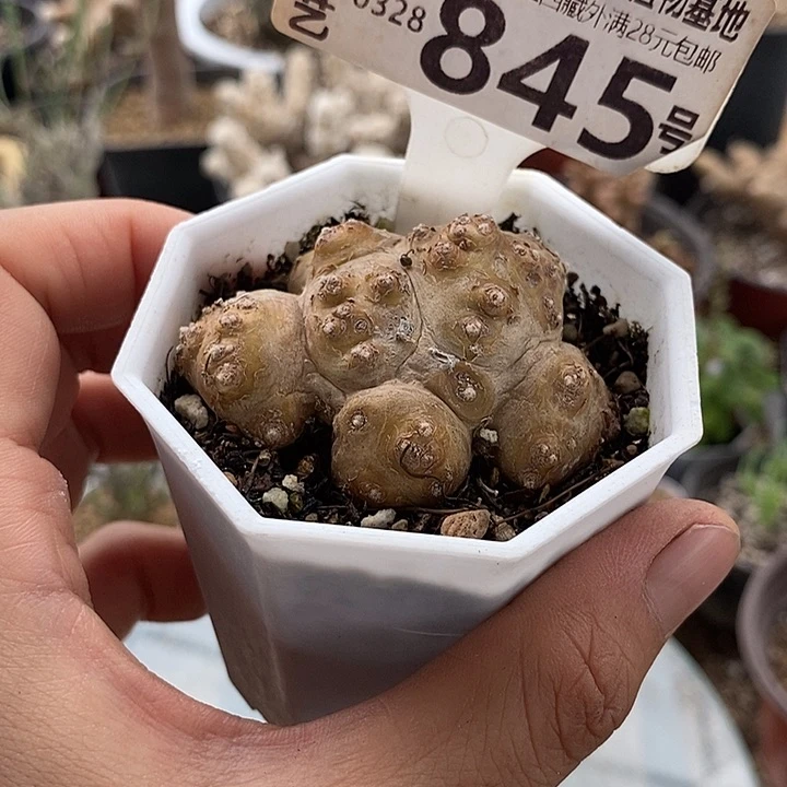 845格加厚敦菊一一一一