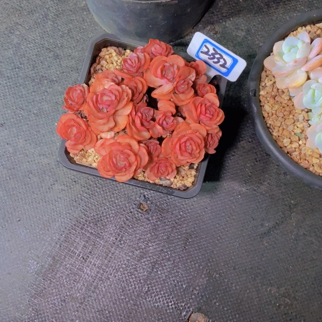 娜***子2332秀妍一颗寄养