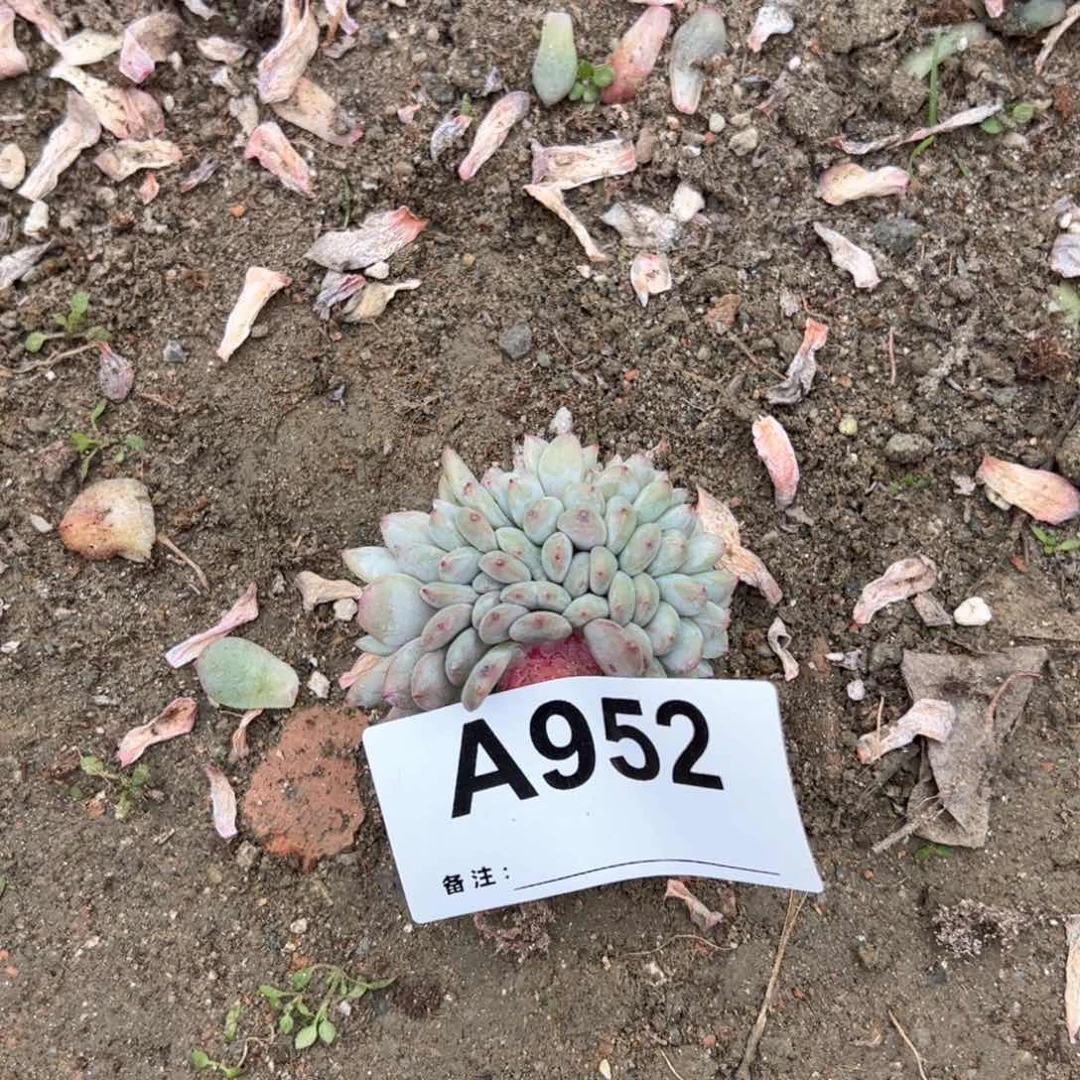 G***霞952多肉多肉多肉多肉