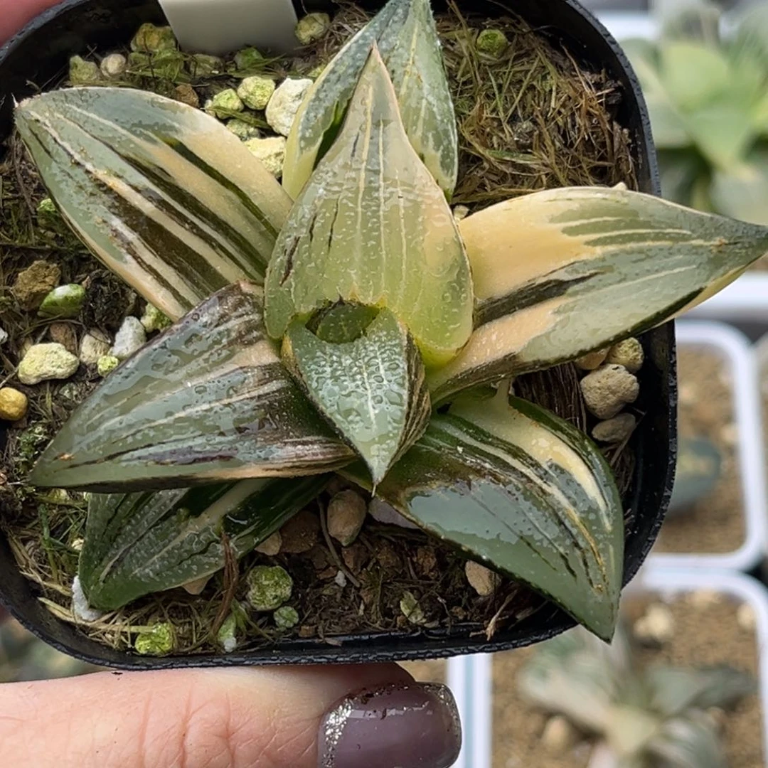 37茜云芭提雅锦十二卷多肉