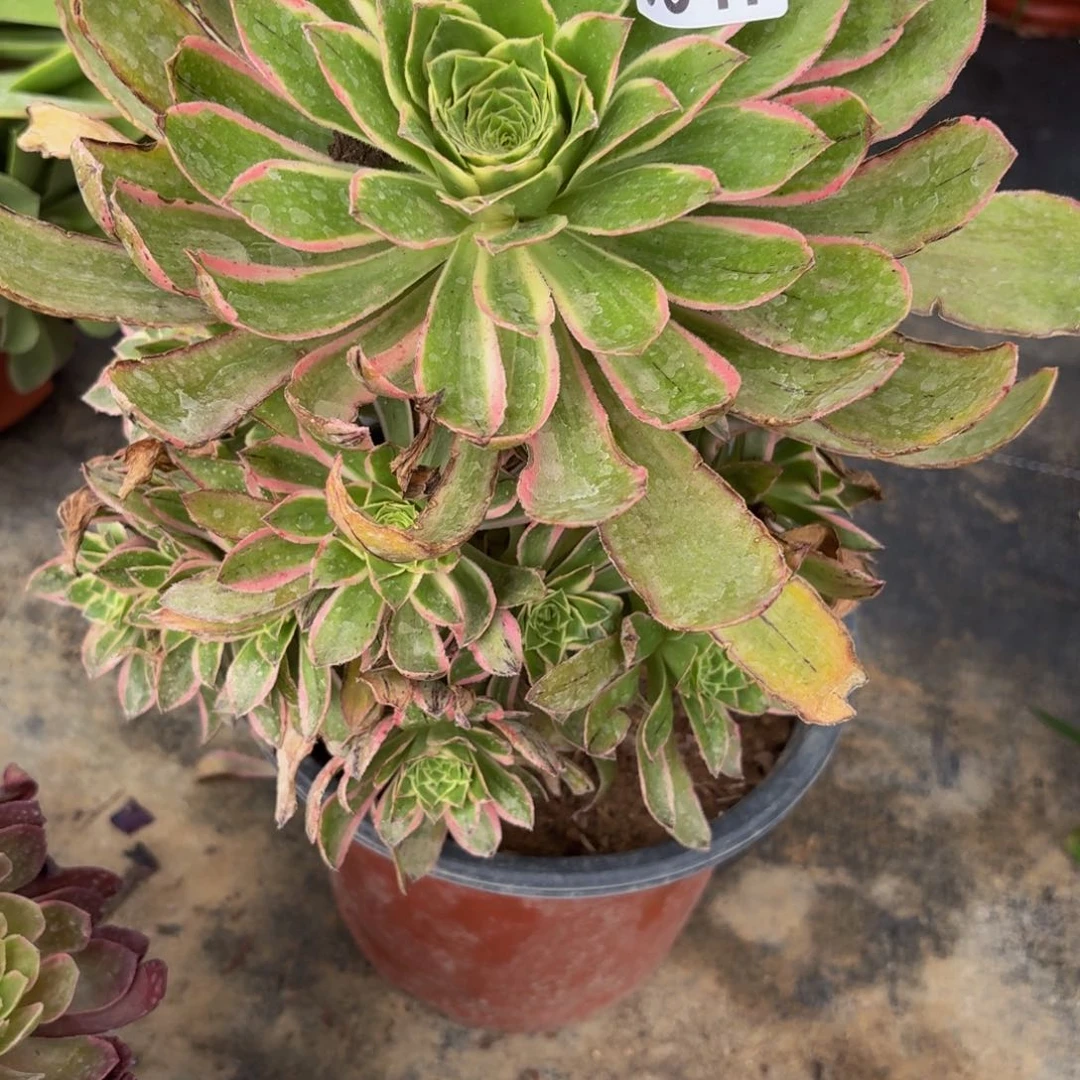 无花朵847多肉植物捧花的