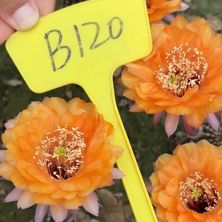 B120,金阁5cm，瑕疵歪头