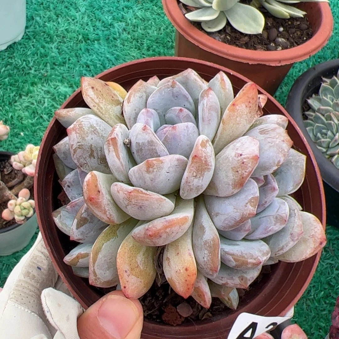 301 满38元包邮非偏远