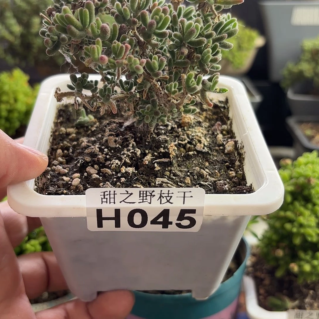 荧光兔枝干番杏045。