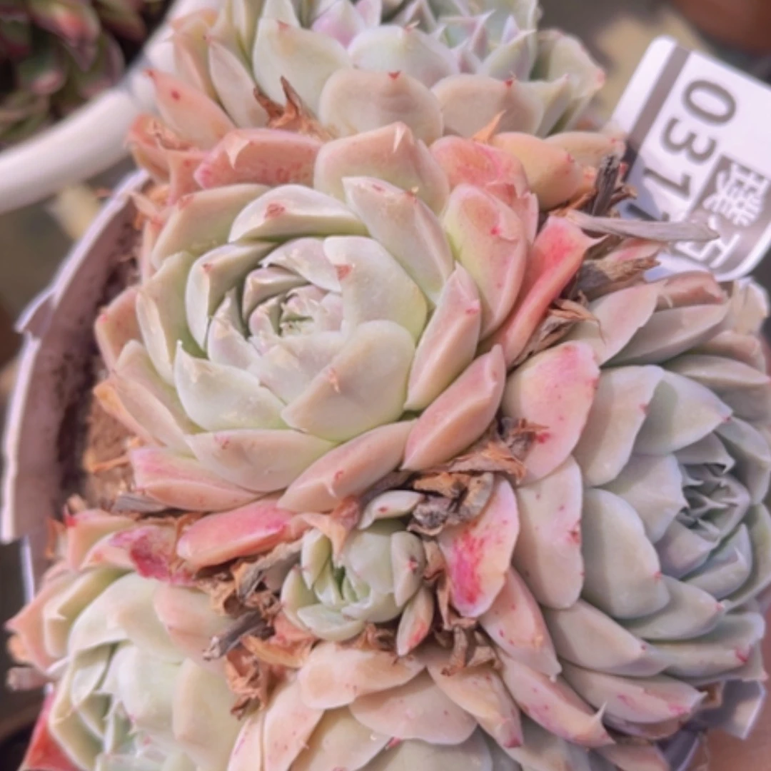 【闪购商品】杂03114