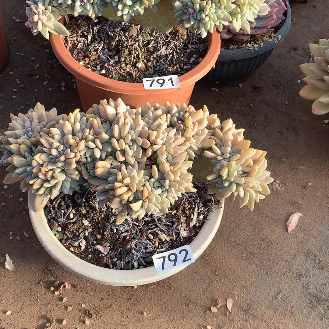 紫***会791-792两颗  一物一拍多肉