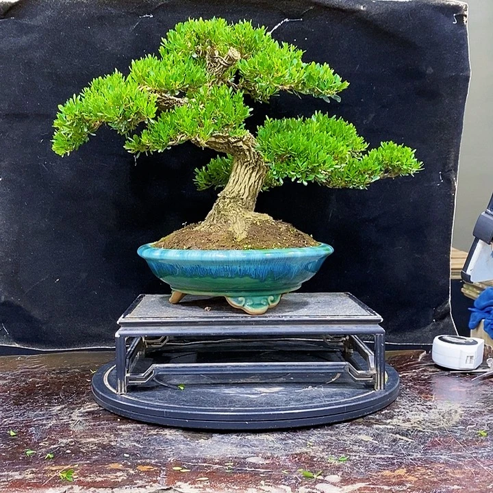 无花朵黄杨盆景四季常青
