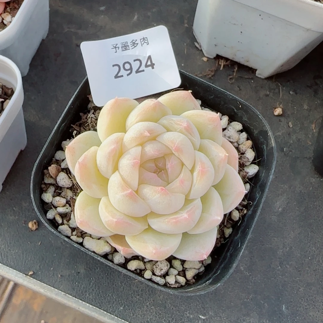 J***.白桃汽水，2924多肉植物