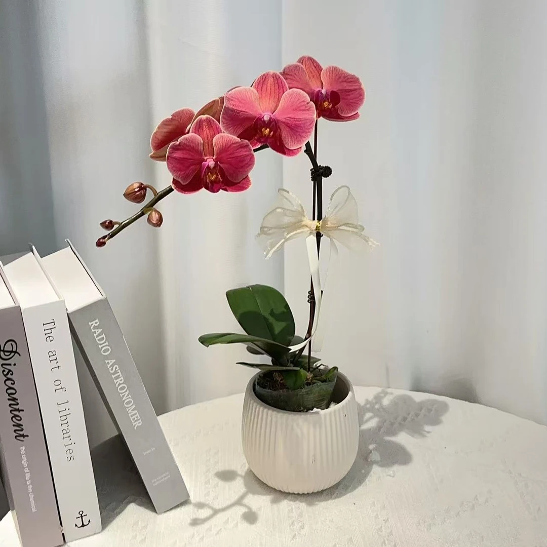 阡陌【纳博讷】高端稀有品种红色系 蝴蝶兰 春日限定花款