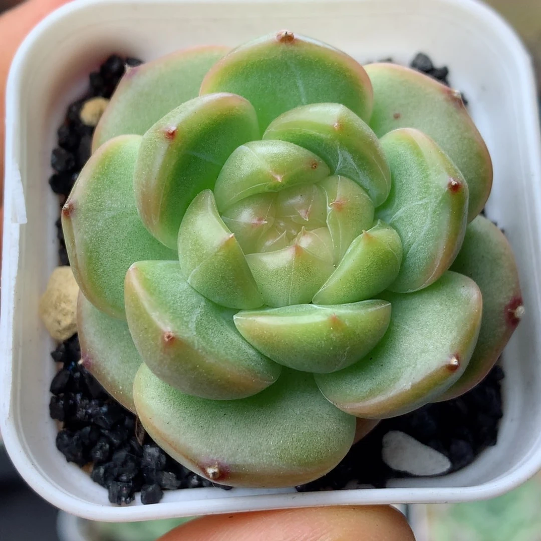 58包邮  群生不包整珍妮13