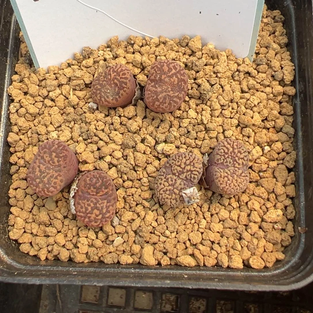 8-81鸟哈尼多肉植物