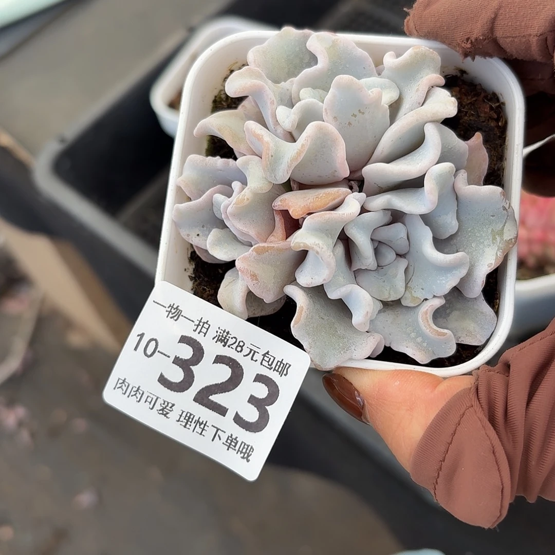 芭蕾舞者多肉无盆土发货
