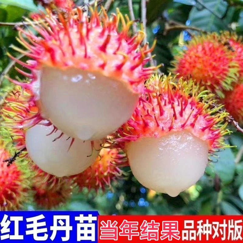 正宗嫁接红毛丹树苗南方种植当年结果毛荔枝苗地栽盆栽果树苗包邮