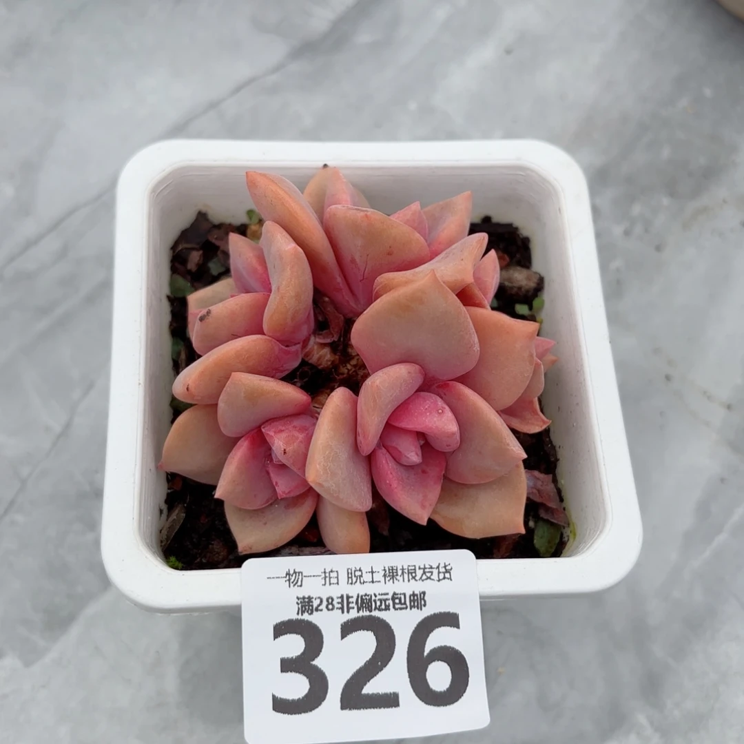 彩虹糖老桩无盆土发货