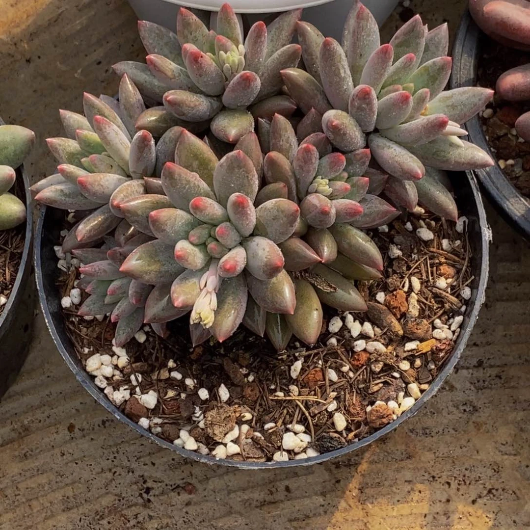 ～***～48包邮一物一拍多肉