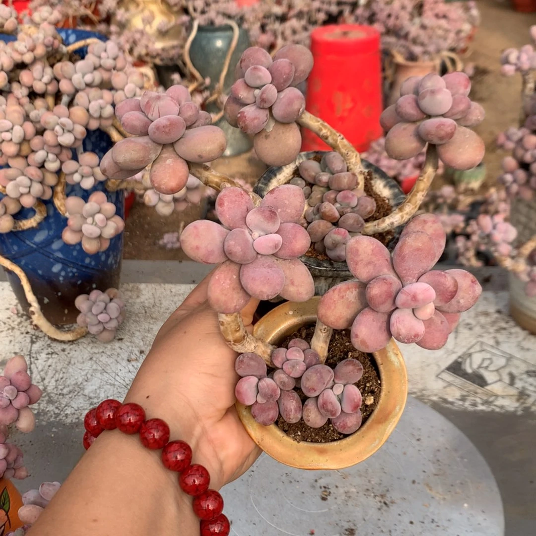 桃蛋老桩16号不带盆