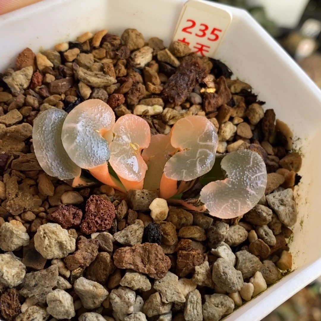 235号大绳玉扇锦多肉