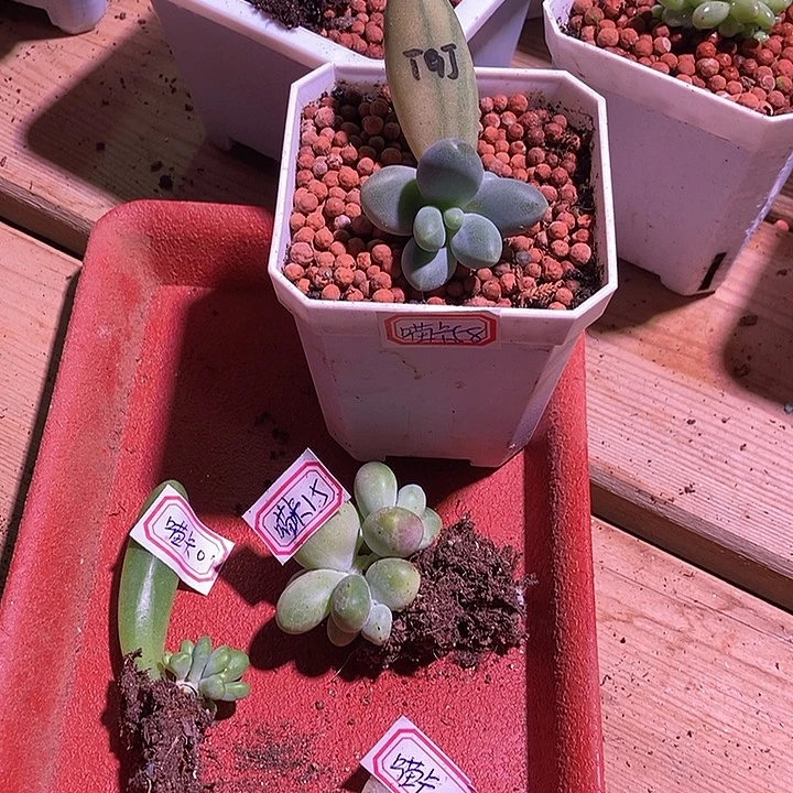 喵***玲一堆美人多肉植物