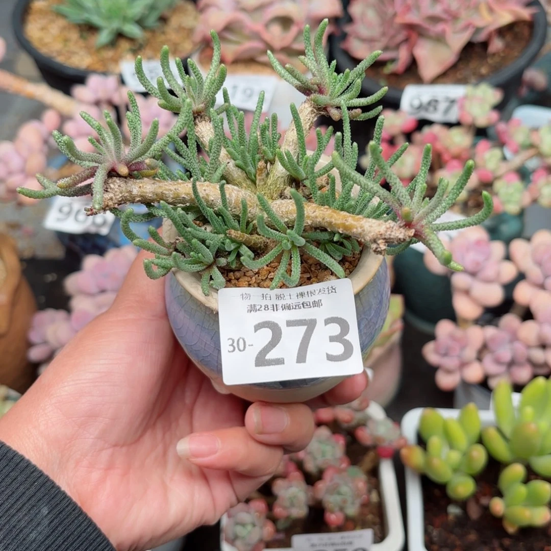 天赐整桩无盆土发货