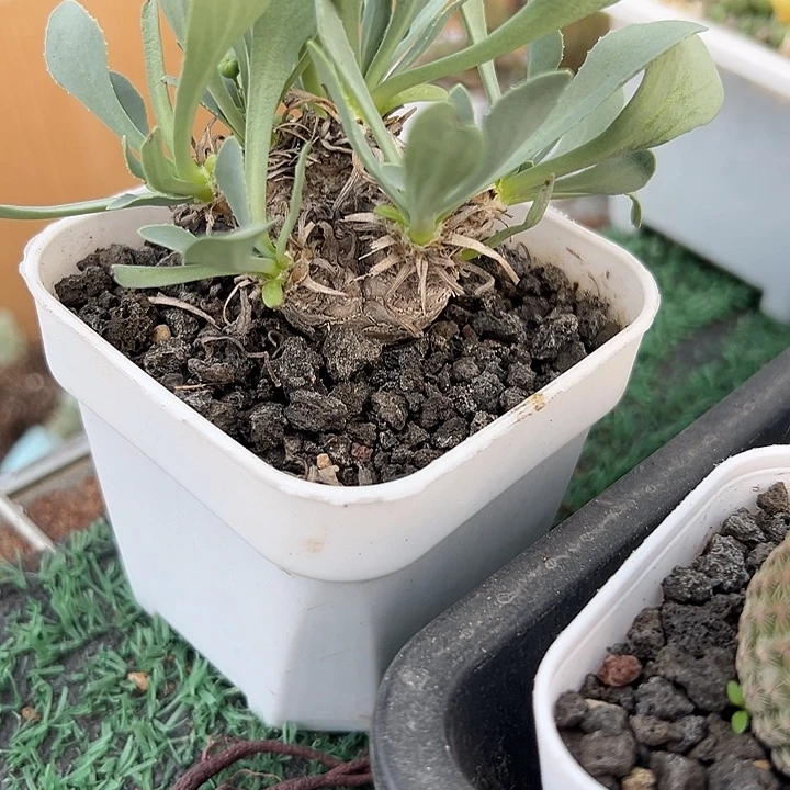 苏铁厚敦菊，一物一拍带盆