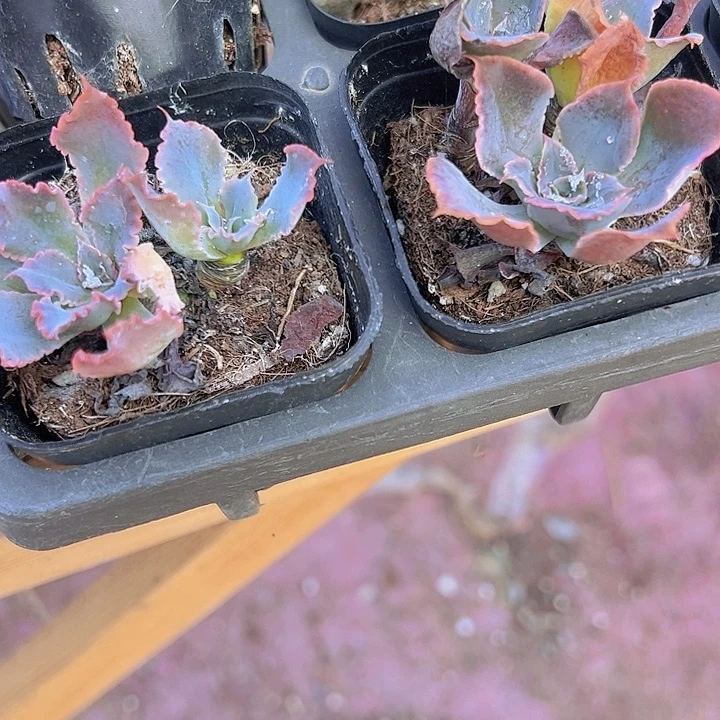 晚霞之舞精品多肉植物