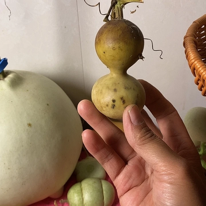 女***到青皮葫芦手把件葫芦