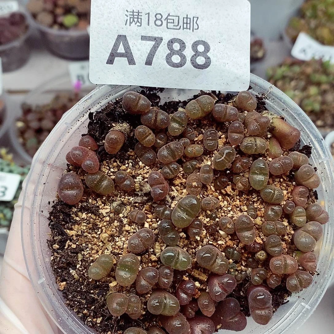 788啊啦啦啦啦啦啦啦