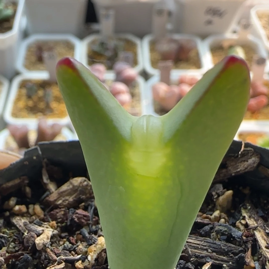 【闪购商品】20960福利皮卡丘