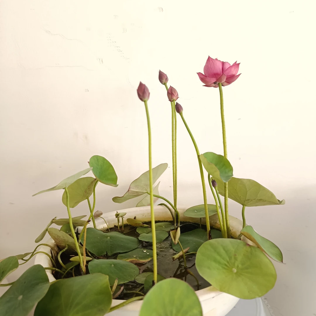 碗莲【红媛】莲种水培水养无土盆栽花卉四季开花绿植