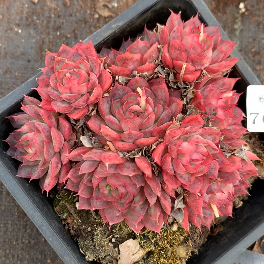 7624杂交多肉老桩