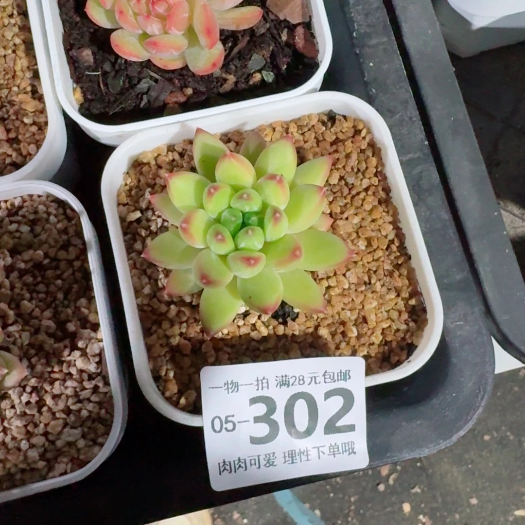 胖体青花瓷无盆土发货无盆土无