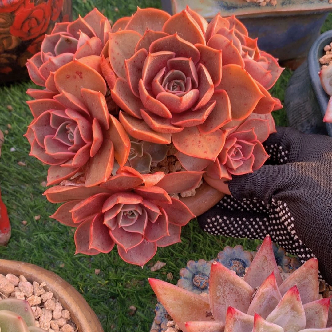 清*红灯15 公分一物一拍