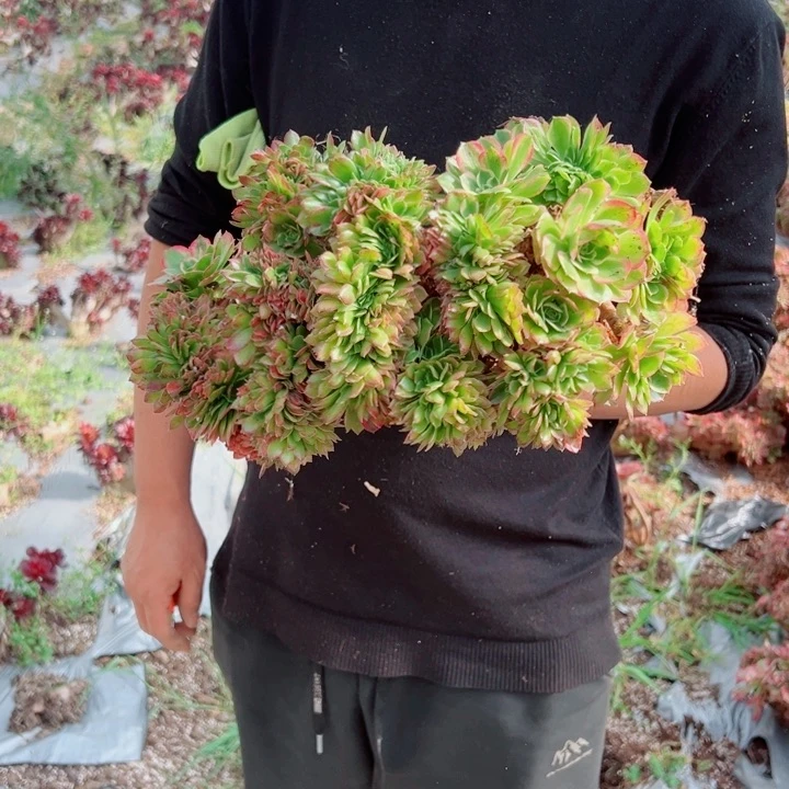 海王地栽醉话多肉法师4号