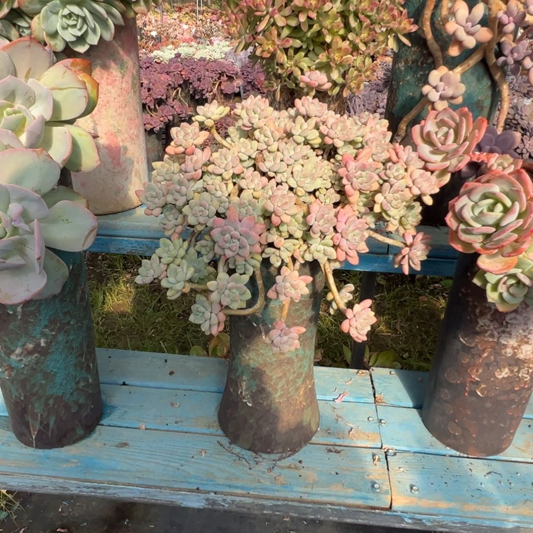 精品雪酪蛋糕妖桩 裸肉