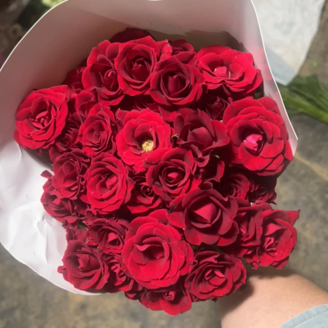 【红月芭比泡泡玫瑰】多头玫瑰淡淡香味 鲜红色大花朵 完全养开养炸