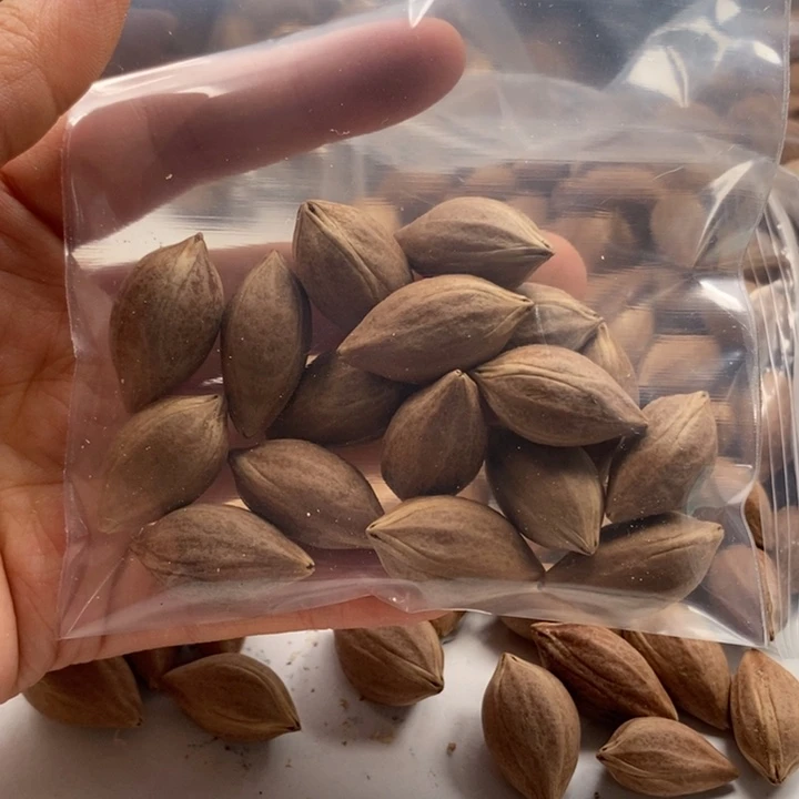 时***墨手串/手链橄榄核橄榄核雕