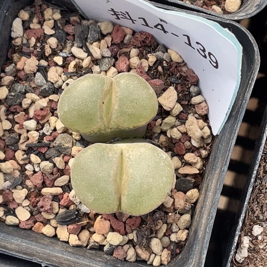 14-139肉锥多肉植物
