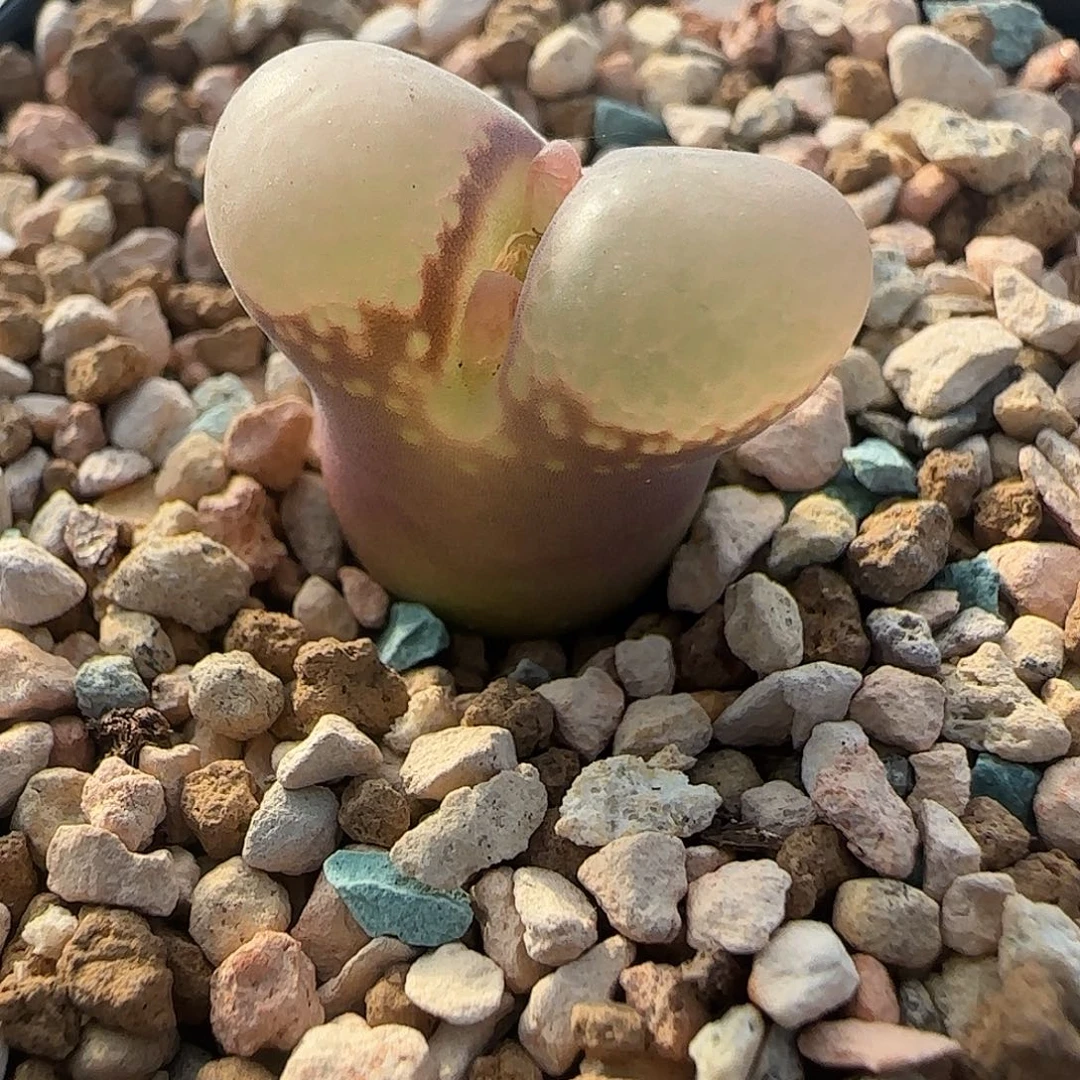 多肉植物绝美风铃母本特123号