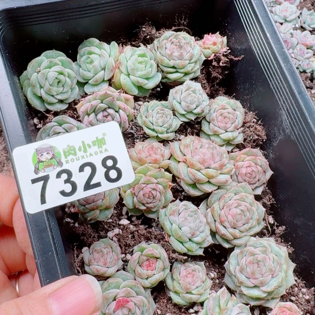浅***浅多肉植物多肉植物