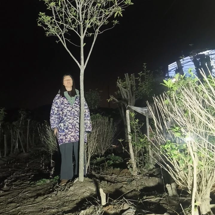 完全开放精品桂花一物一拍