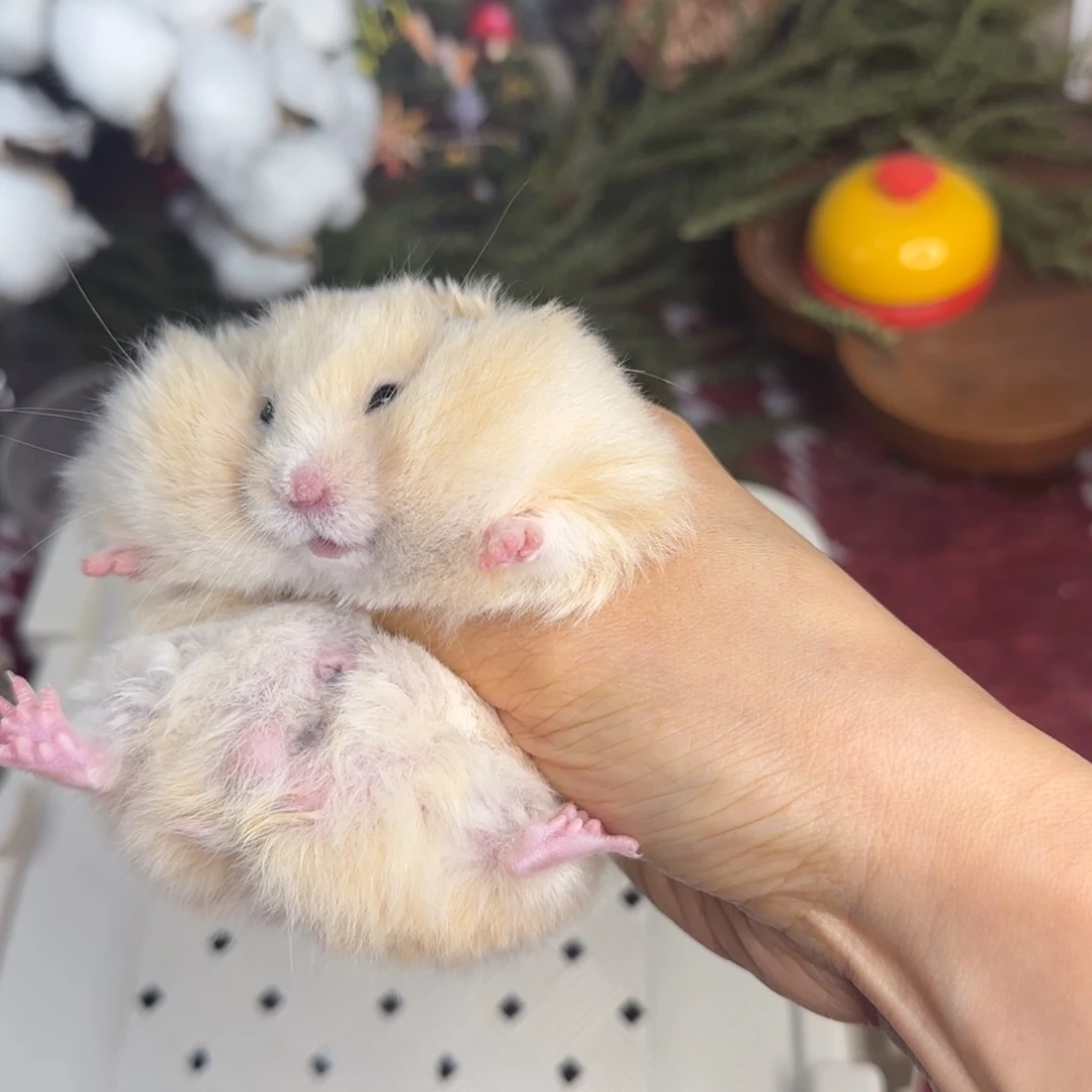 面纹黄弟弟11.08生日