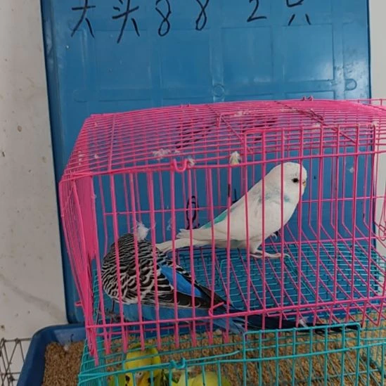 虎皮鹦鹉大头鹦鹉鹦鹉2只